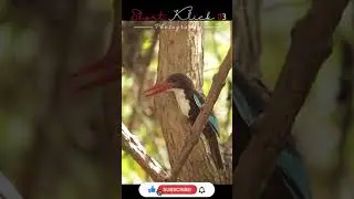 Kingfisher Singing#shorts #kingfisher