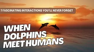 When Dolphins Meet Humans: 7 Fascinating Interactions You&rsquo;ll Never Forget
