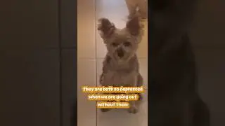 Separation anxiety #puppy #doggielife #cuteanimal #cute #cutedog #pets #yorkie #dog #dogcute