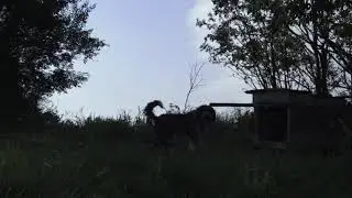 Dźwięki Lalik&oacute;w - film plenerowy - realizacja Olga Pękala | 2023