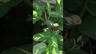 Calathea MARANTACEAE.