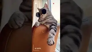 LIKE A BOSS 😎#shorts #cat #trending