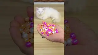 Funny Cat Barsik Beads 🔴🟡 Reverse Video / Cat voice | Cat sound | Cat videos #cat #shorts #funny