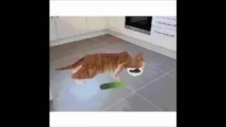 Cat Scared Of Cucumber Animation WOO