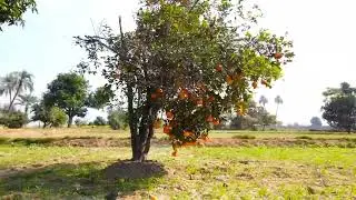 Pakistani orange ready for export ||Malton k bagaat||