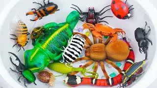 ZURU ROBO ALIVE COLLECTION | UNBOXING Robot Crocodile, New Robo Alive Giant Creeper Insect | ASMR