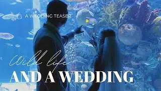 Corpus Christi TX Aquarium Wedding Teaser Video | Hannah / Chad