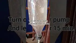 artemia best fish food
