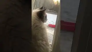 Can cats protect us?