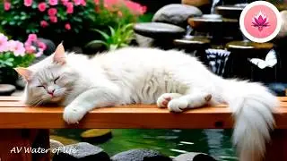 🎶💧 Gatito durmiendo con música suave, relajante y sonidos de agua - ASMR 💗 AV Water of life