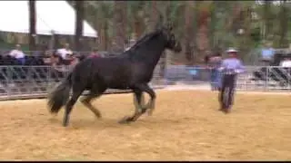 Certamenes Ecuestres com MELPI,S L