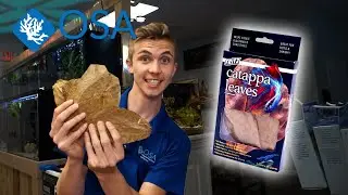 What are the benefits of CATAPPA LEAVES ? Botanicals in your shrimp aquarium! (Fritz Catappa Leaves)