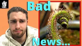 A Sad Update (Drosera regia) - How to Save a Dying Plant (Part 3)