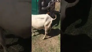 Muhammad nabina#viralvideo #youtube #animals #beautifulgoat