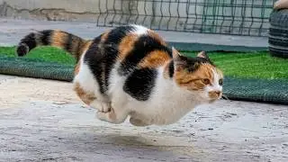 This Is the Funniest Cat You’ll See Today 😂 30 Minutes of Laugh