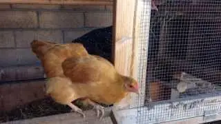 Signs of chickens 1st Egg!