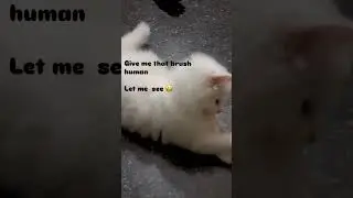 Paint Brush tipal#catlife #cat #catmemes #kitten #catshorts #funny #catvideos #cute #pets #catkayu