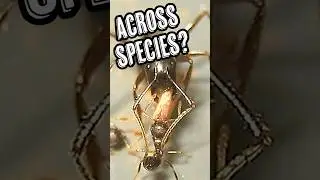 Inter-Species Ant Teamwork?!