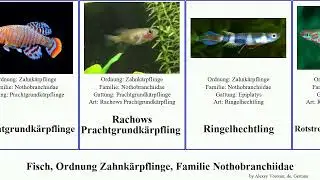 Fisch, Ordnung Zahnk&auml;rpflinge, Familie Nothobranchiidae prachtk&auml;rpfling fish Prachtgrundk&auml;rpfling