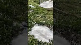 🌪️ #himachalapple #farming