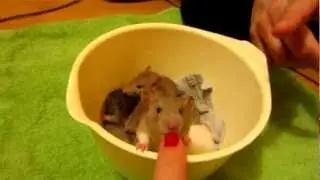 Bowl of curious baby rats