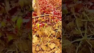 Harvesting nature's hidden gems! 🍠 #farmoratv #nature #asmr