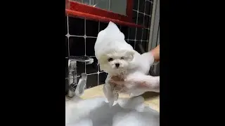 Teacup dog breeds / teacup puppies 🐕 #shorts #dog #cute #puppy