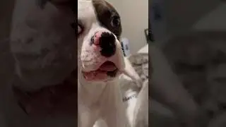 Notha Day In The Life of a Fwanks #funny #cute #puppy #dog #fyp