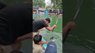 tidak makan #kpgalaxi #mancing #fishing #video #shorts #viral #ikan #fish