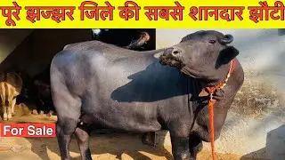 👍 Five STAR ⭐ (पहलवन Murrah झोंटी )👍 Strong Milk Line BLOODLINE 👍4 BUFFALO For Sale #murrah #farmin