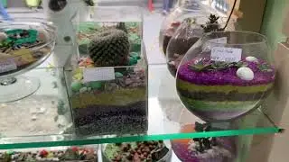 Our Products Terrarium, indoor plants, Imported Ceramic pots,Glass vase,