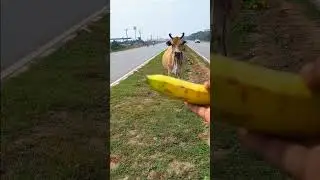 Feeding Banana To Cow🐄