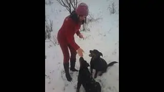 A Real Life Story 🐾 Rottweilers Growing Up