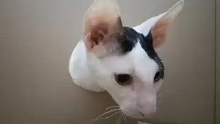 Cats vs Hole in a Cardboard Box