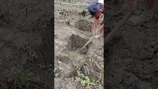 KANDANG AYAM PETELUR//PROSES BIKIN #hamermill #pertenakan #ayam #kandang