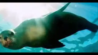 Top 10 mammals