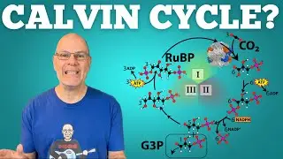 Calvin Cycle Explained in Rap. AP Bio Topic 3.5.