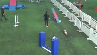 Vekara Agility , F , xS3 , Kleinspitz , Ina