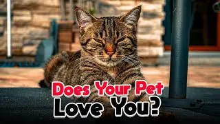 Does Your Pet Actually Love You? The Science Revealed