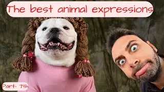 The best animal expression | funny video 🤣 | funniest cat and dog part-7 video #shorts #funny #viral