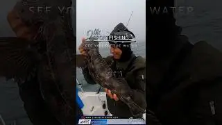 Looking for Lingcod Along The Marin Coast Under 20 Fathom