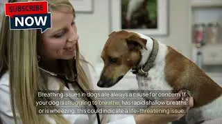When to Take Dog to Emergency Vet