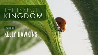 The Insect Kingdom | Rescore by Kelly Hawkins | The Cue Tube