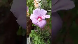 Smart mago hibiscus