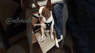 When a Boston Terrier hears weird sounds clucking from a human.