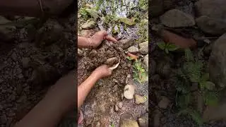 gold prospecting 2024, finding gold in sand, gold prospecting for beginners