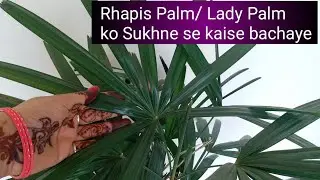 Lady Palm /Rhapis Palm Care | How to Save Dying Rhapis Palm | Dry Hone Se Kaise Bachaye(Hindi)