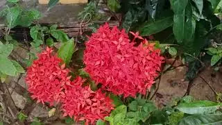 Ashok Flower  Gardening.