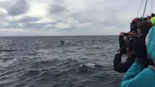 Hvalsafari Andenes 10.juli 2018 - Whalesafari Andenes