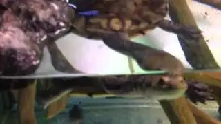 Tips for keeping long neck turtles.